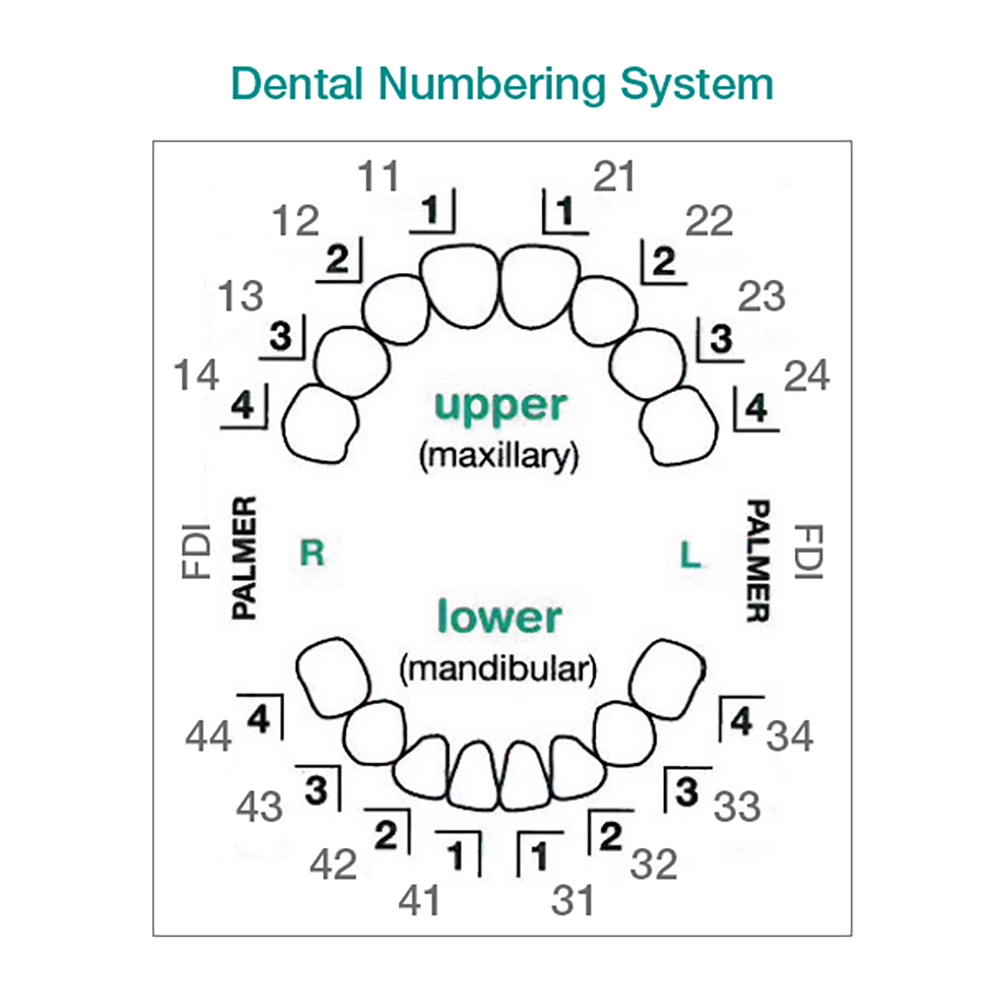 printable-tooth-chart
